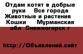 Отдам котят в добрые руки. - Все города Животные и растения » Кошки   . Мурманская обл.,Снежногорск г.